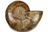 Cut & Polished Ammonite Fossil (Half) - Crystal Pockets #323292-1